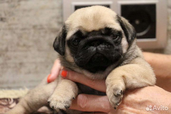 Щенки мопса