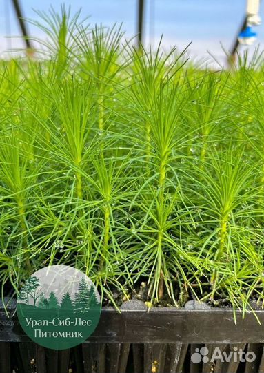 Сосна зкс окс сеянцы Ель Лиственница Голуб Горная