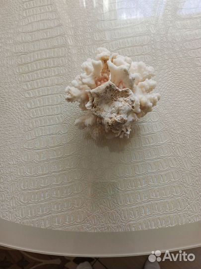 Морской коралл