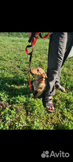 Собака мелкая девочка