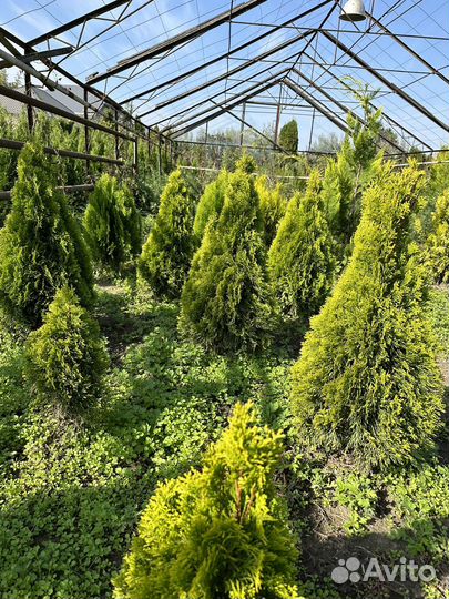 Туя голден смарагд