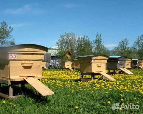 2024 Мёд натуральный с Алтая опт