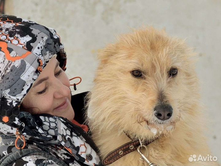 Собака в добрые руки