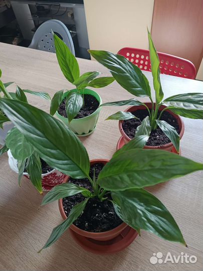 Спатифиллум