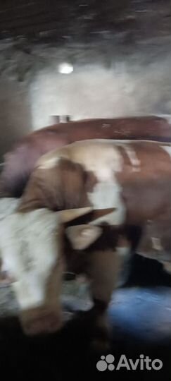 Быки на мясо