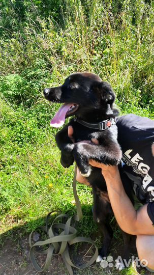 Щенок в дар