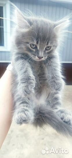 Кошка в дар