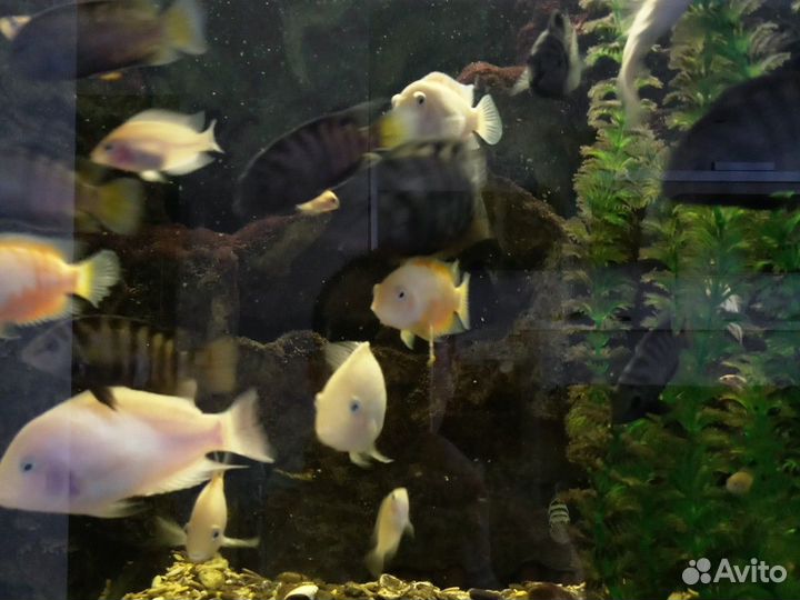 Аквариумные рыбки цихлиды