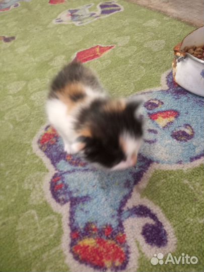 Кошка в дар бесплатно