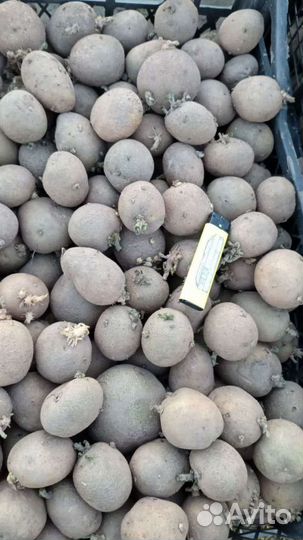 Семенной картофель