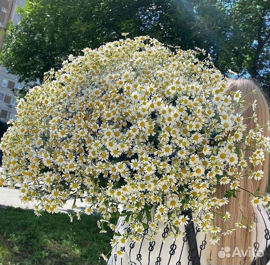 Цветы ромашки. Букеты ромашек. Цветы доставка