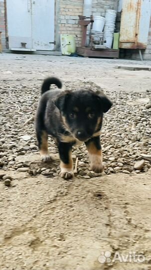 Щенок полукровка