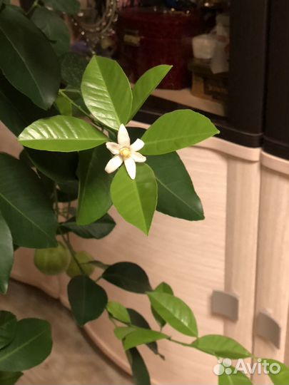 Мандариновое дерево с плодами