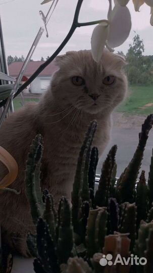 Шотландский кот в добрые руки