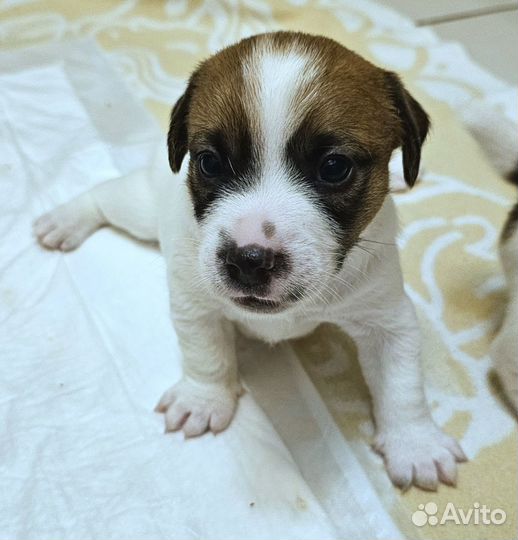 Щенки джек рассел терьер