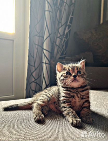 Шотландские котята
