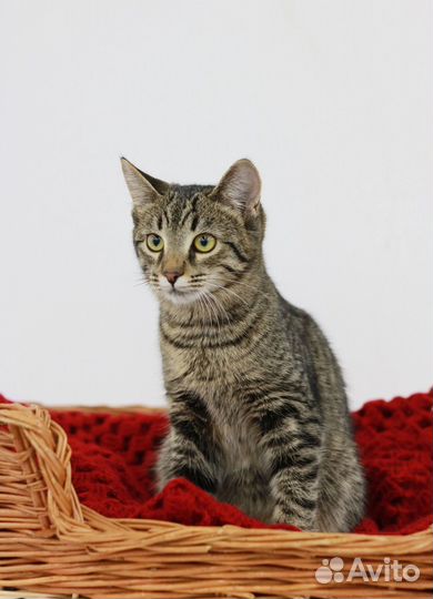 Очень ласковый котенок