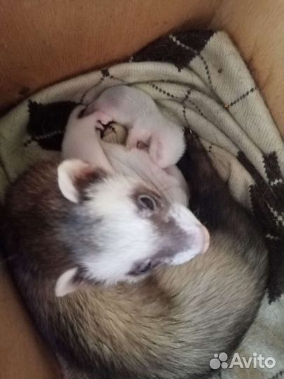 Хорьки-бронирование