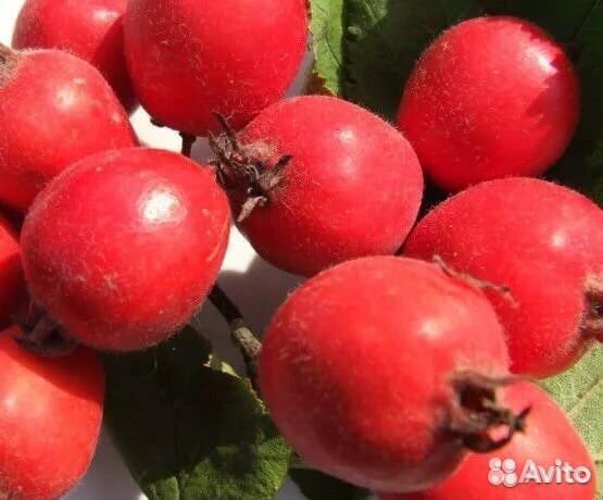 Боярышник плоды