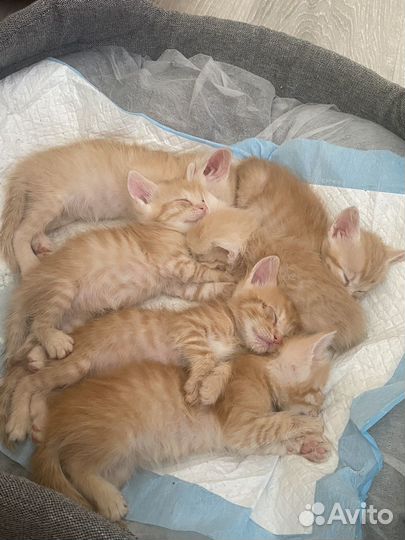 Отдам котят в добрые руки, даром