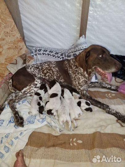 Продам щенков Курцхара