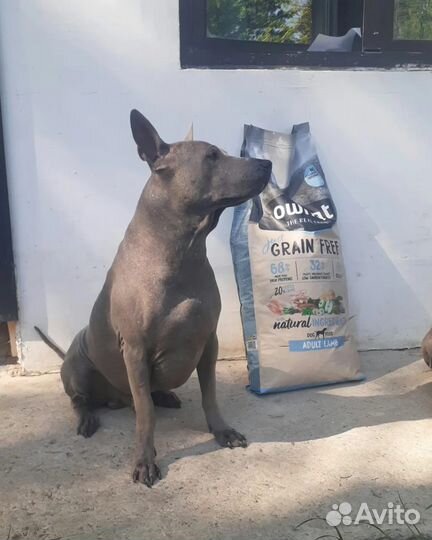 Вязка Тайский риджбек