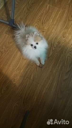 Вязка собак шпиц