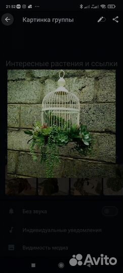 Интересные растения и ссылки Авито и не только