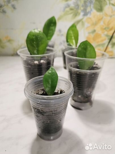 Замиокулькас