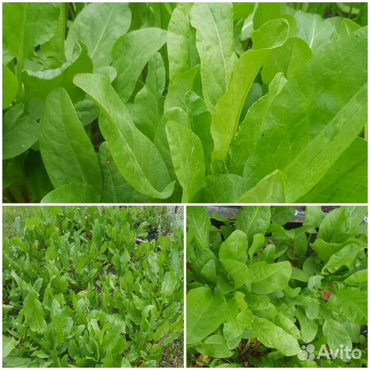 Зелень свежая