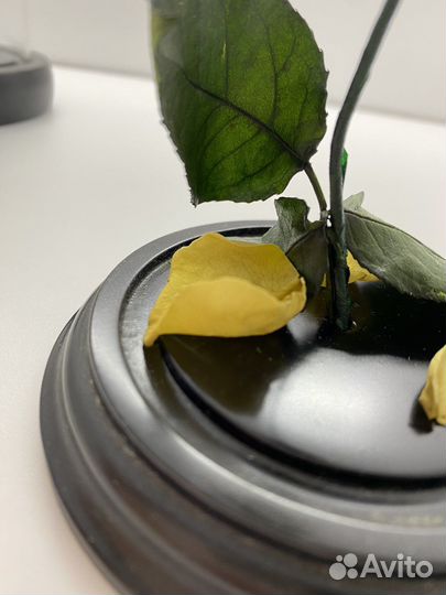 Роза в колбе