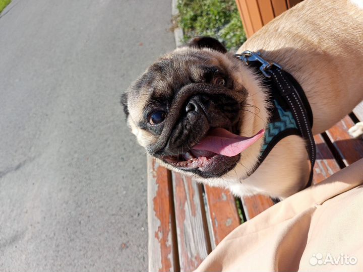 Мопс вязка мальчик