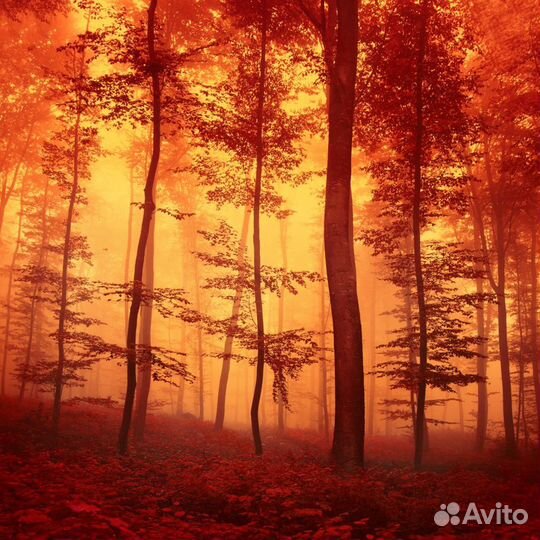 Красивые обои