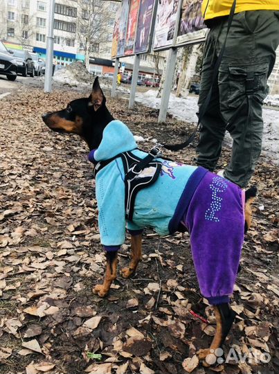Вязка цвергпинчер
