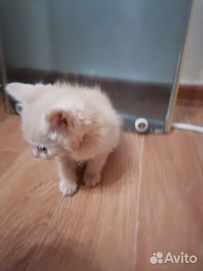 Кот в добрые руки