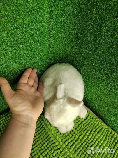 Рекс и Гермелин