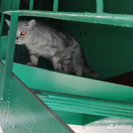 Кошка в дар шотландская