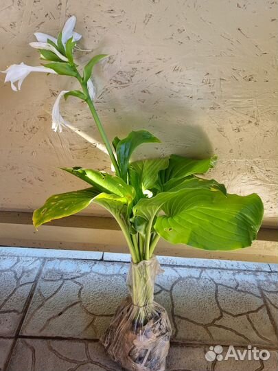 Хоста ароматная