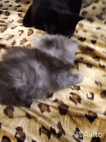 Персидские серебристые шиншилловые котята объявление продам