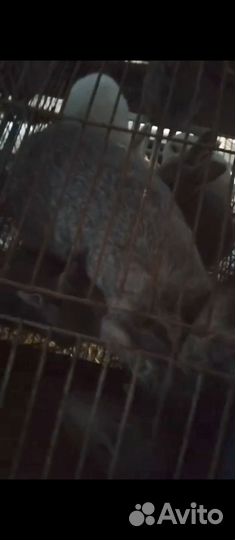 Кролики с крольчатами