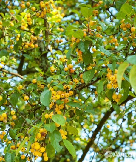 Декоративная яблоня Golden Hornet