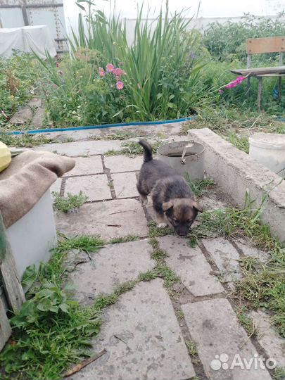 Отдам в хорошие руки собаку