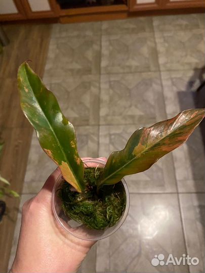 Филодендрон Карамель Марбл