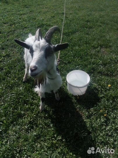 Продаются козы