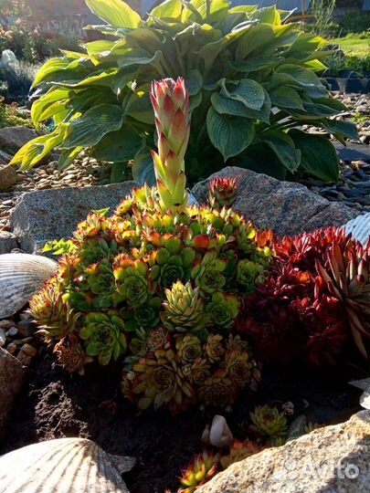 Молодило, каменная роза