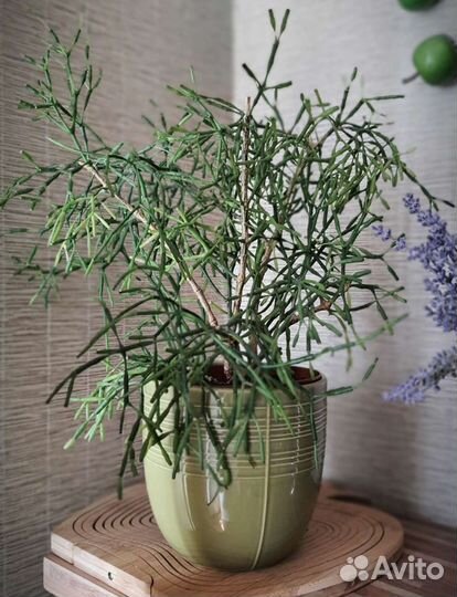 Хатиора, кашпо,венок