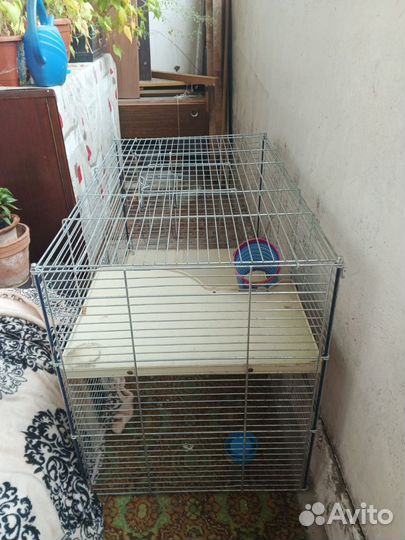Клетка