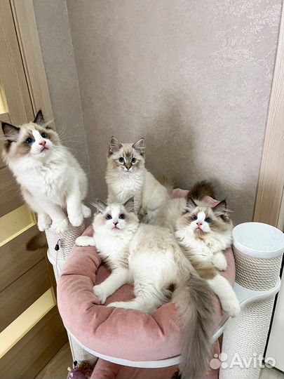 Котята рэгдолл