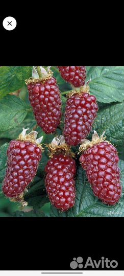 Ежемалина, Тайберри