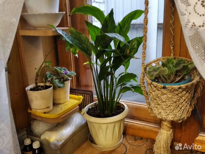 Спатифиллум